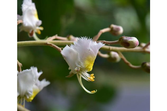 白花風箏果