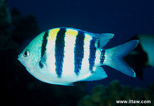 尾紋副南麗魚