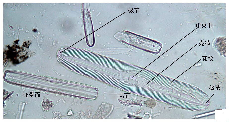 殼縫