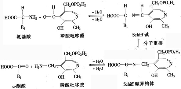 轉氨基酶