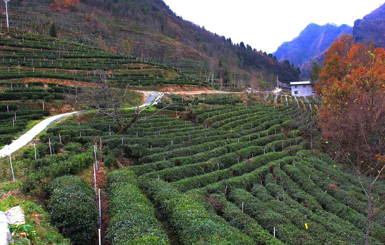 烏龍村