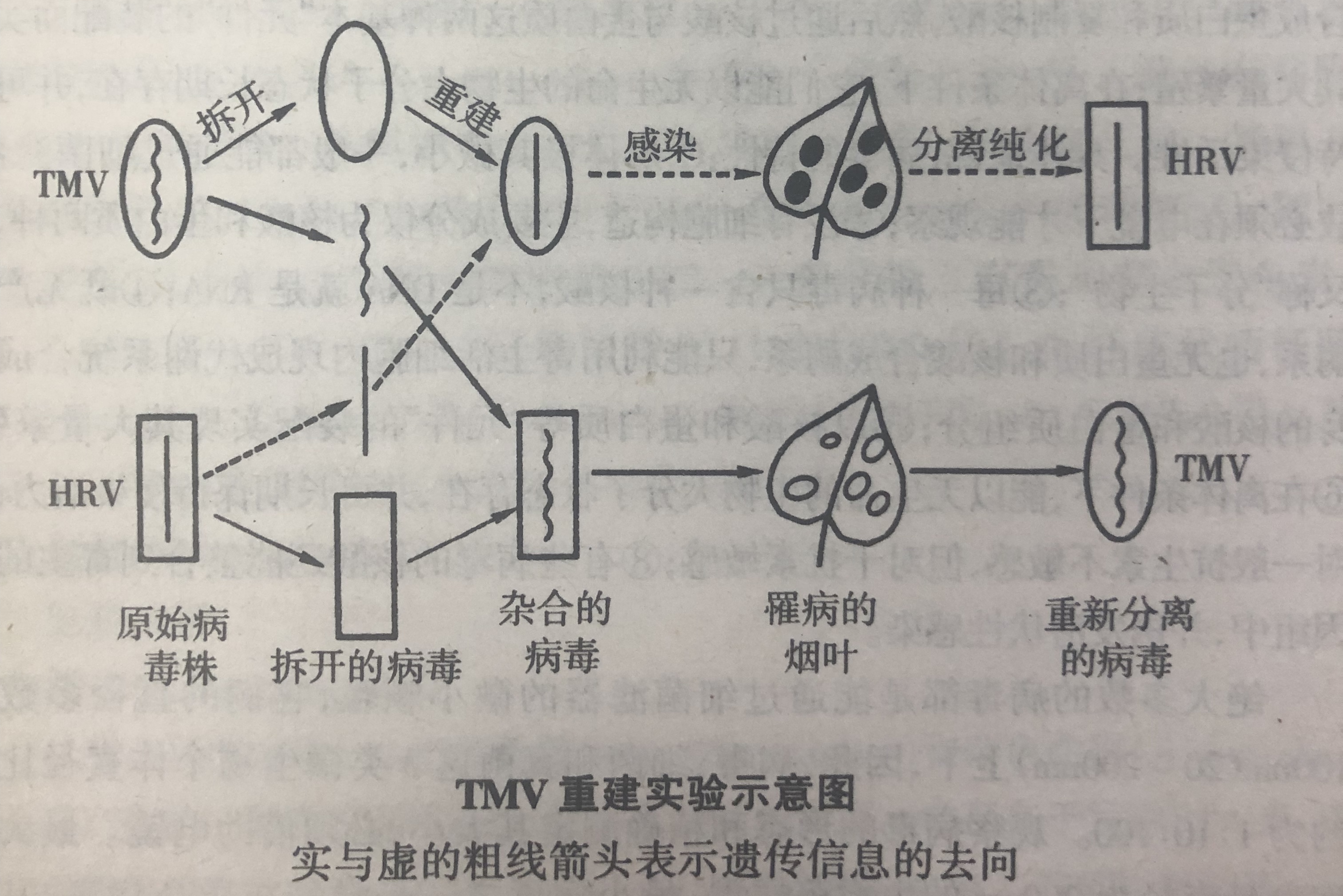 病毒重建實驗