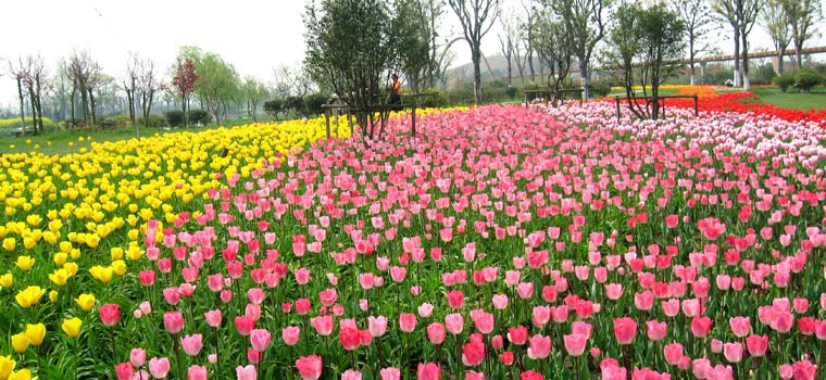 蘇州中國花卉植物園