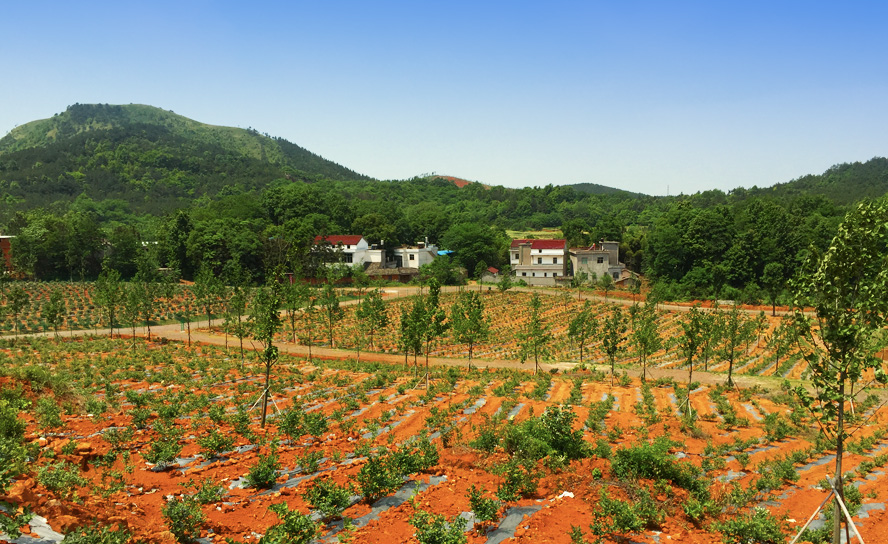 黃墩鎮(山東日照市嵐山區轄鎮)