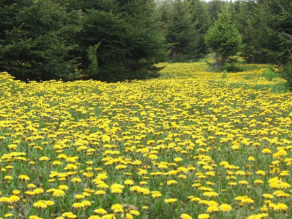 白石山國家森林公園(吉林白石山國家森林公園)