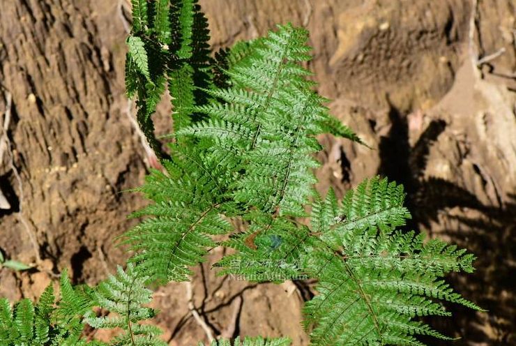 稀子蕨(稀子蕨科稀子蕨屬植物)