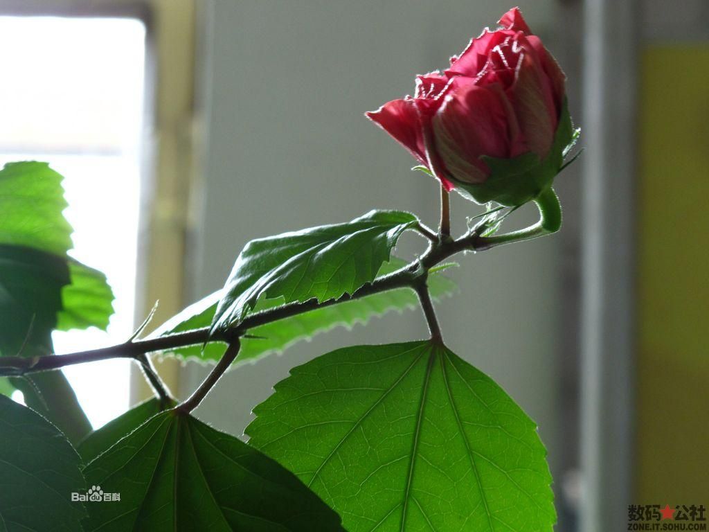 醉花(植物木菊花)