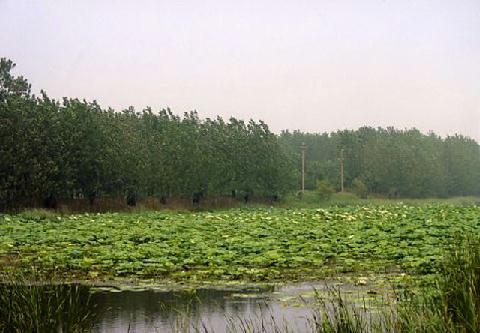 田園風光