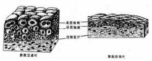 復層變移上皮實驗