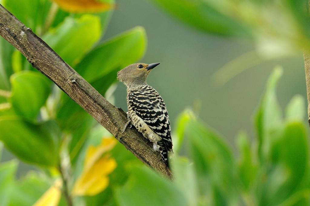 黃臀啄木鳥