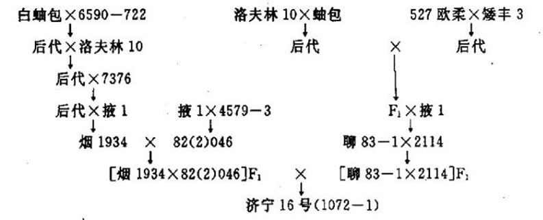 濟寧16號