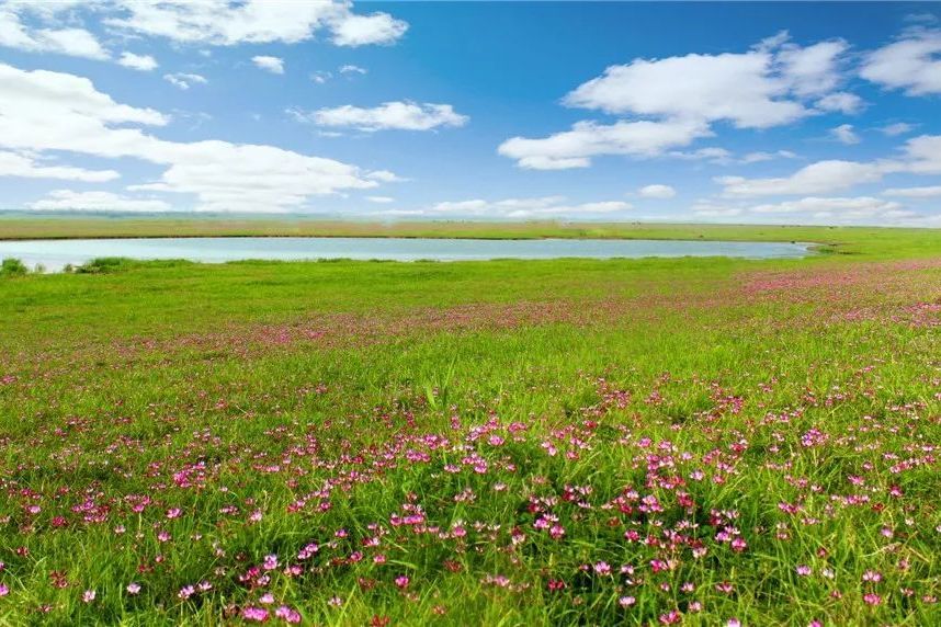 長江故道紫雲英花海