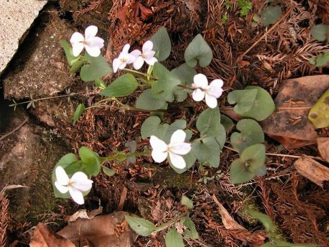 長梗紫花堇菜