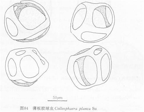 薄板膠球蟲