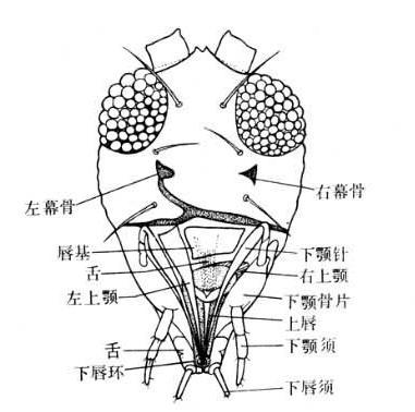 細帶閃蛺蝶