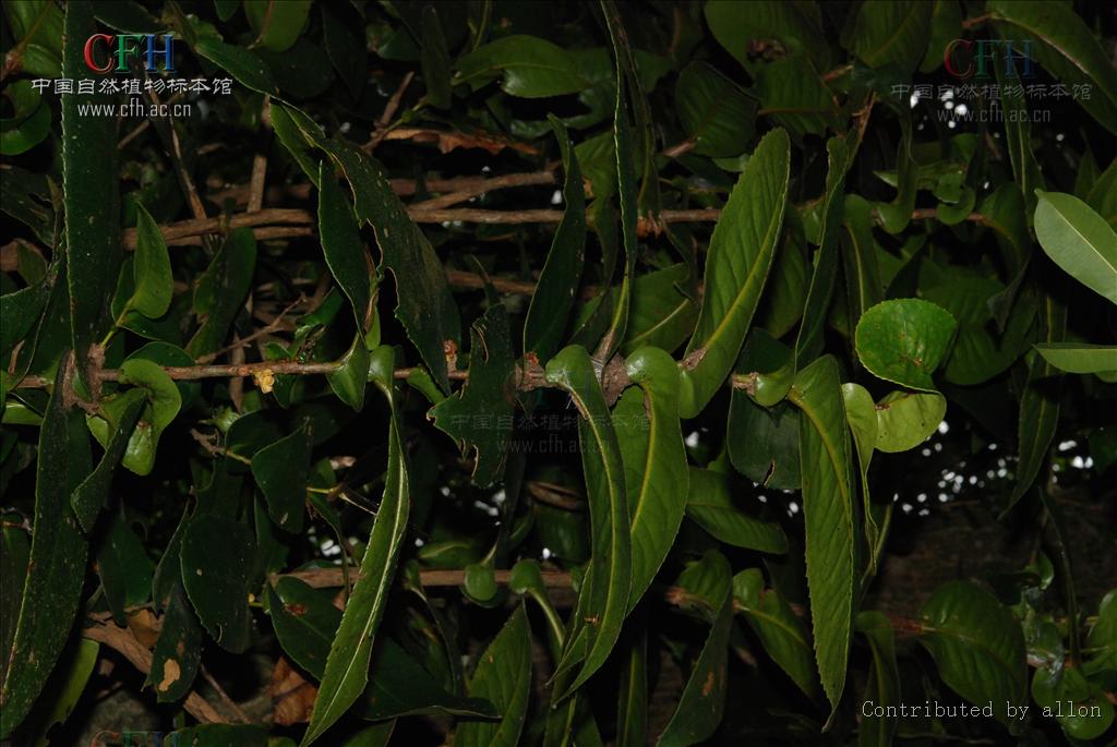 抱莖短蕊茶