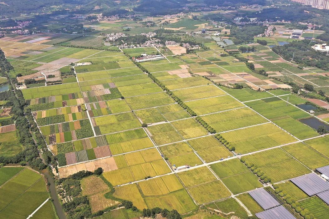 廣東絲苗米跨縣集群產業園（汕尾市）