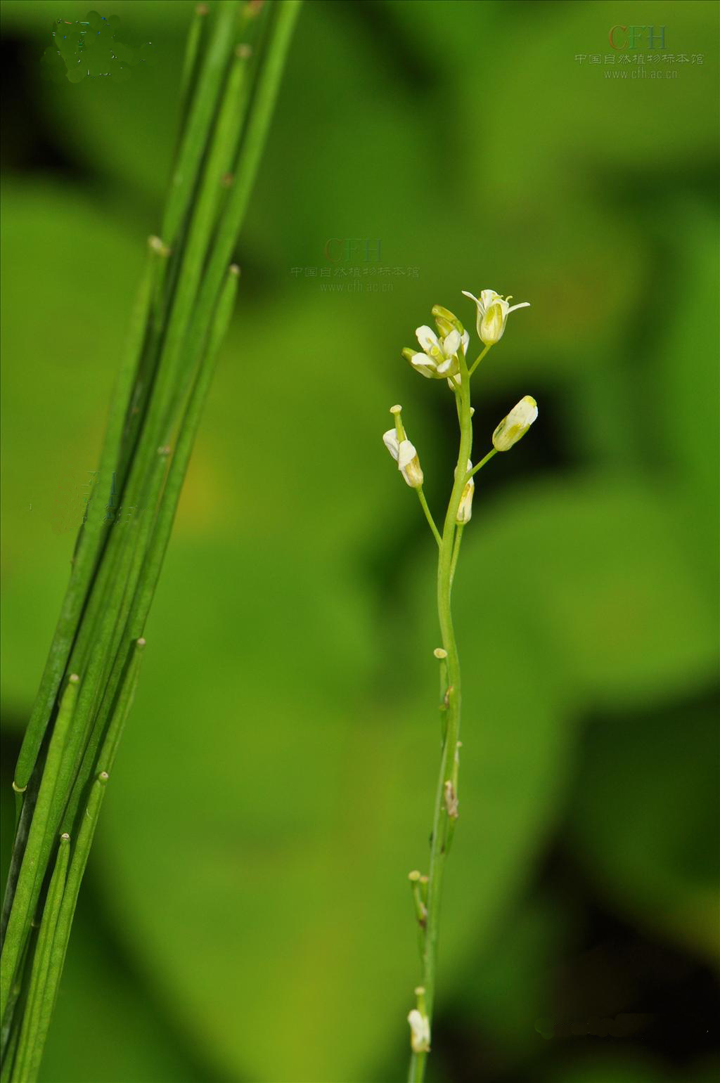 旗桿芥