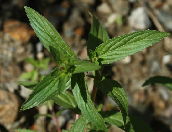 大花柳葉菜