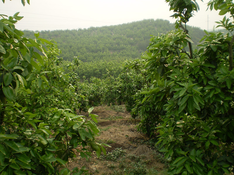 綠榮紅肉蜜柚專業合作社