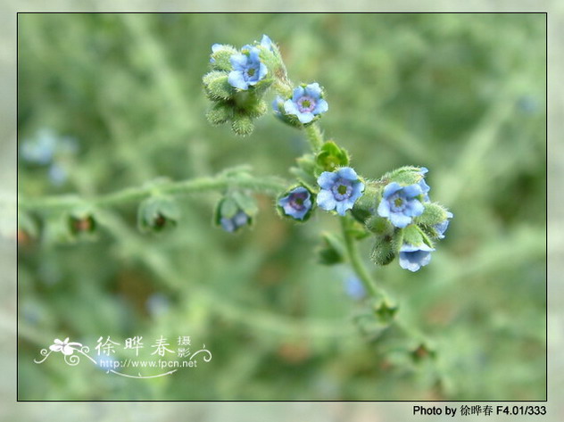 長蕊琉璃草屬