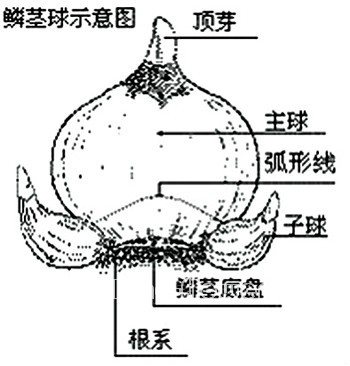 雕刻水仙