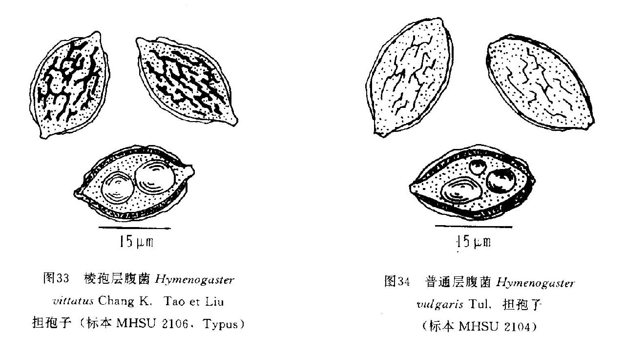 棱孢層腹菌