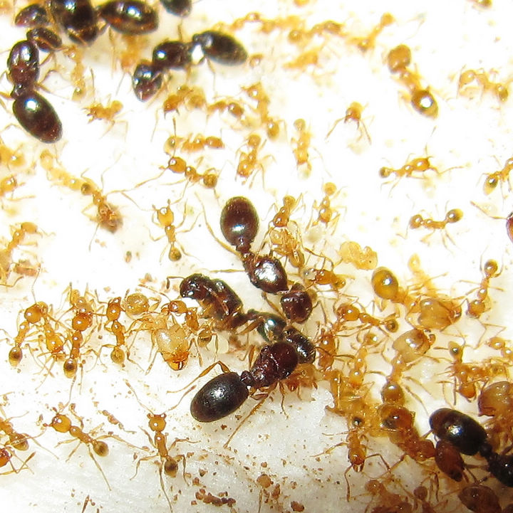 可愛大頭蟻