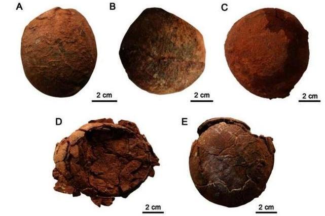 變形蛋(山東萊陽出土恐龍蛋化石)