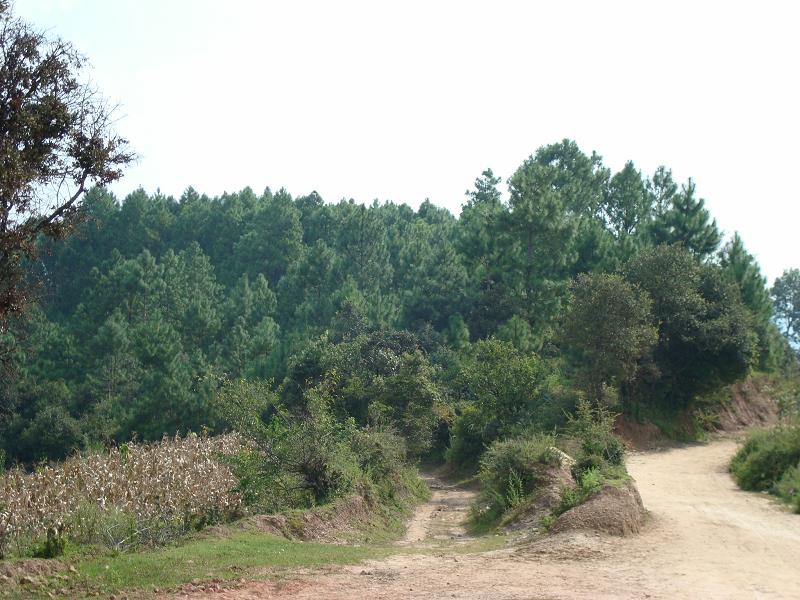 三蒙村-森林資源