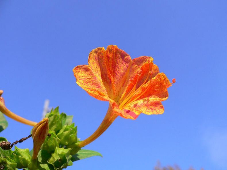 胭脂花(報春花目報春花科植物)