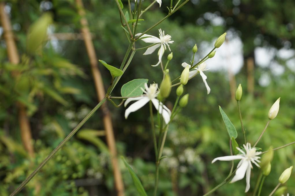 小剃刀鐵蘭無性系1號