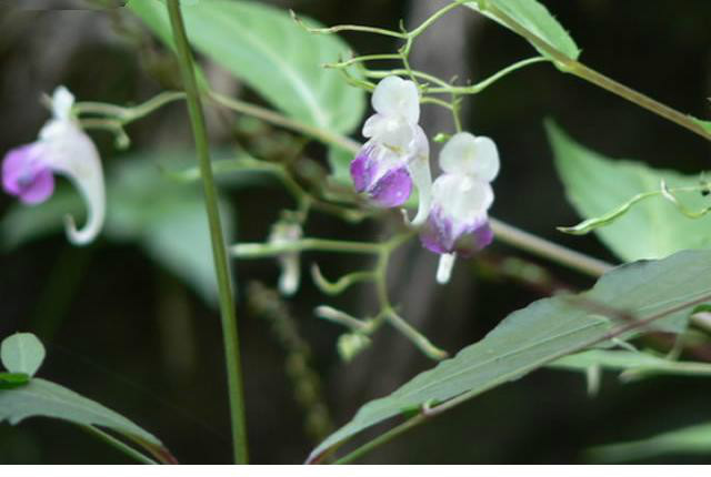 長距天目山鳳仙花