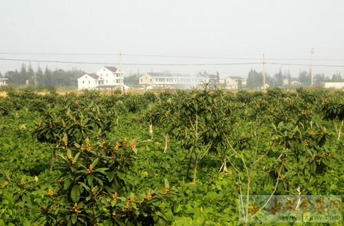 新王橋村