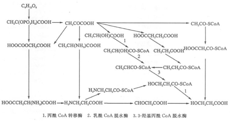 以葡萄糖為底物合成3-Hp