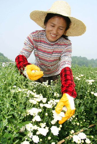 休寧縣 貢菊