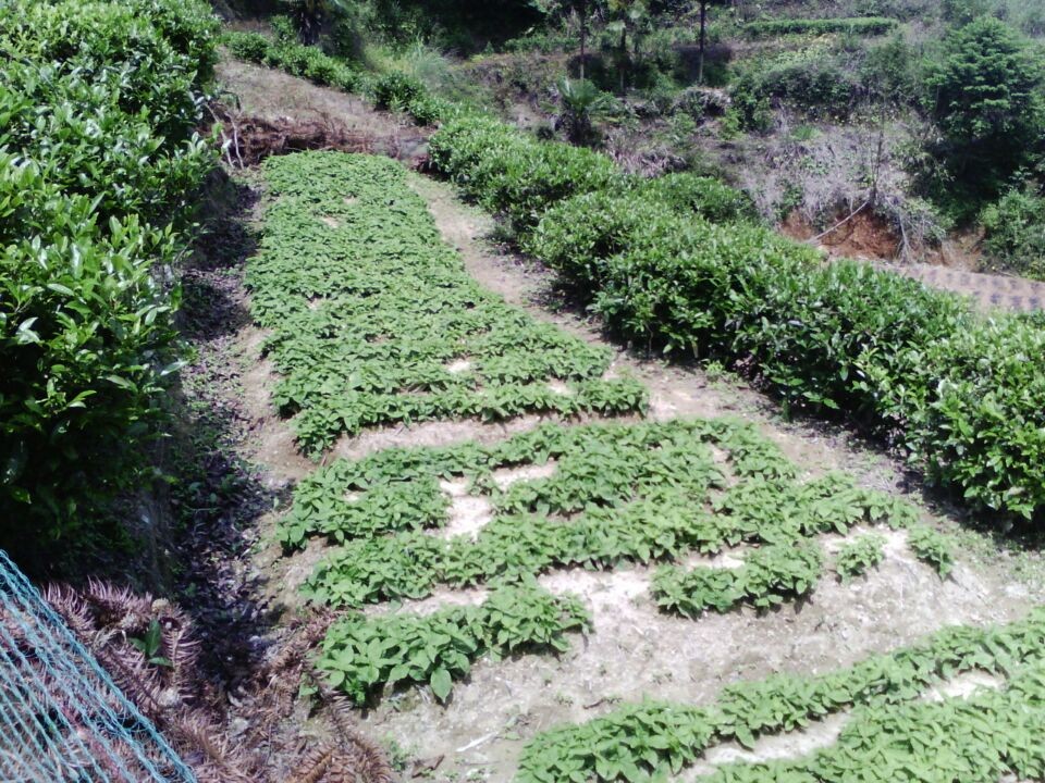 福安市松羅鄉後溪村農業