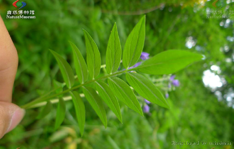 絲花花荵