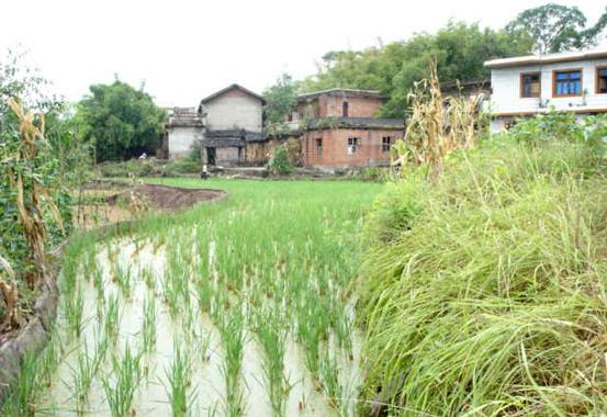 肥田鄉