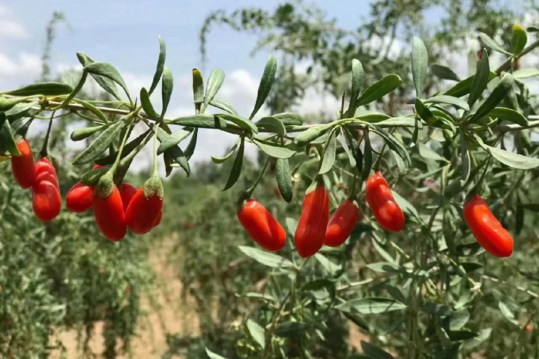 枸杞寧夏群體