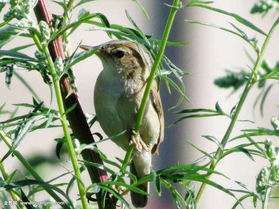 食植性鳥類