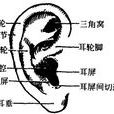 耳部套用解剖生理