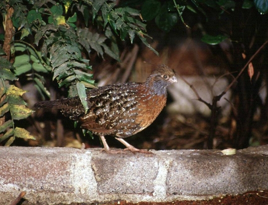 須林鶉