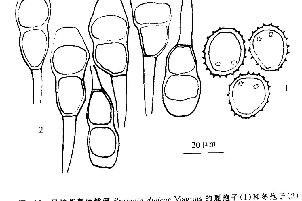 兔耳苔草柄鏽菌