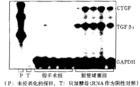 凝膠色譜法