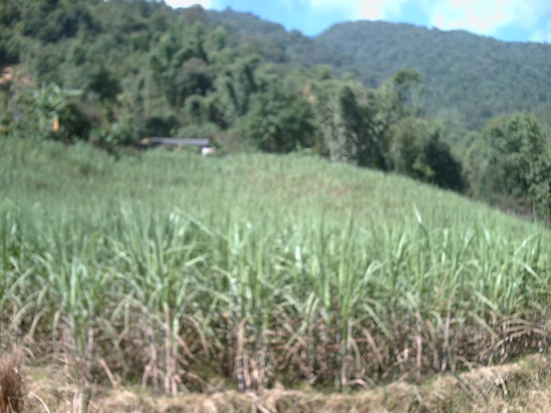 石洞寺自然村