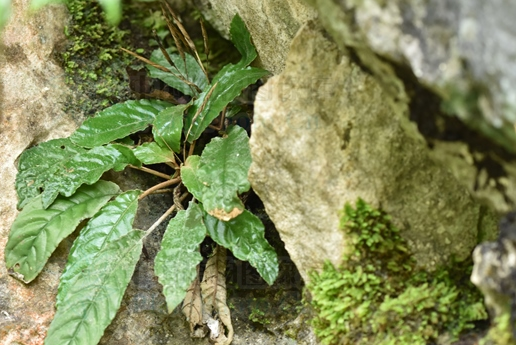 文山蛛毛苣苔