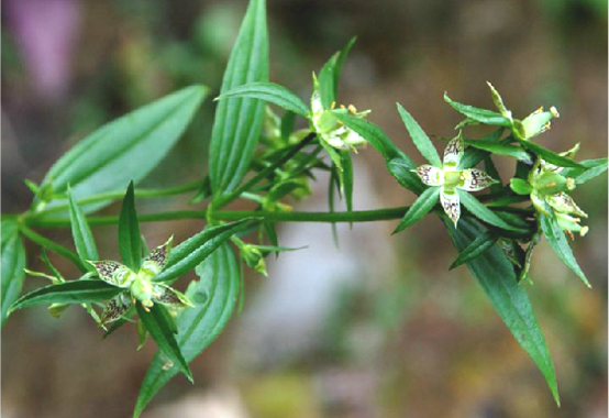 翼梗獐牙菜