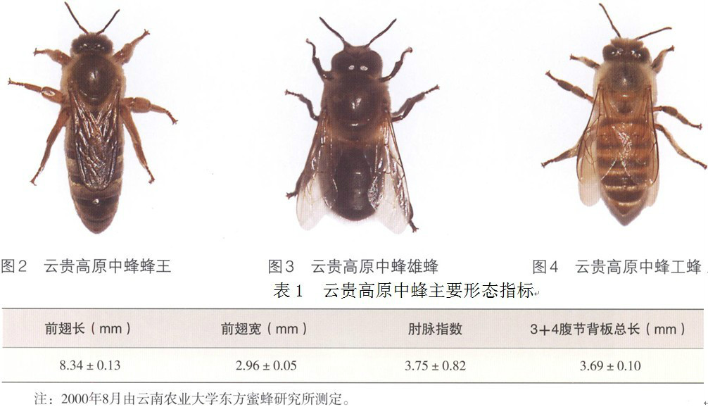 雲貴高原中蜂蜂王、雄蜂、工蜂