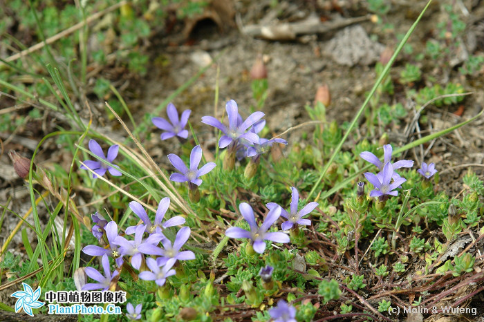 光萼藍鐘花